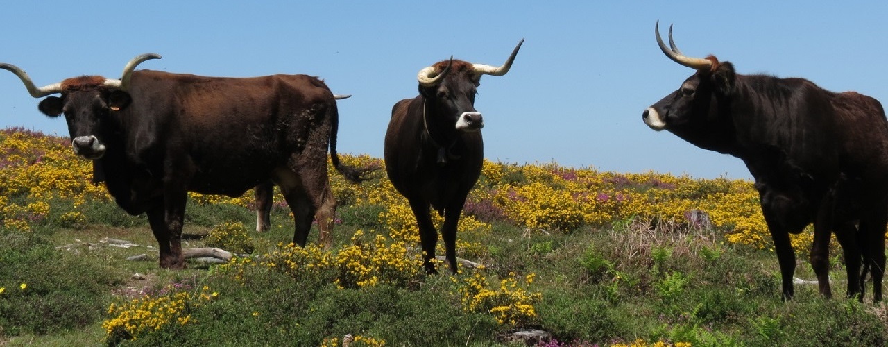 Vacas Maronesas